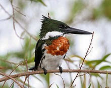 Amazon Kingfisher