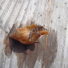 Hermit Crab