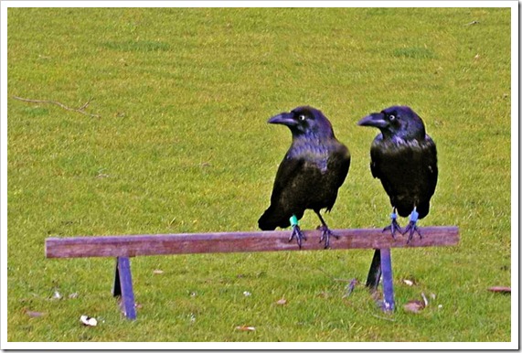 Crows2