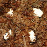 Crested-Geckos