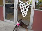 Pepper and Gus creating traditions of their own now.
Waiting of for the local coffee house to open and give them a treat