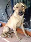 ANDINA