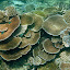 Great Barrier Reef - Oak Beach, Australia
