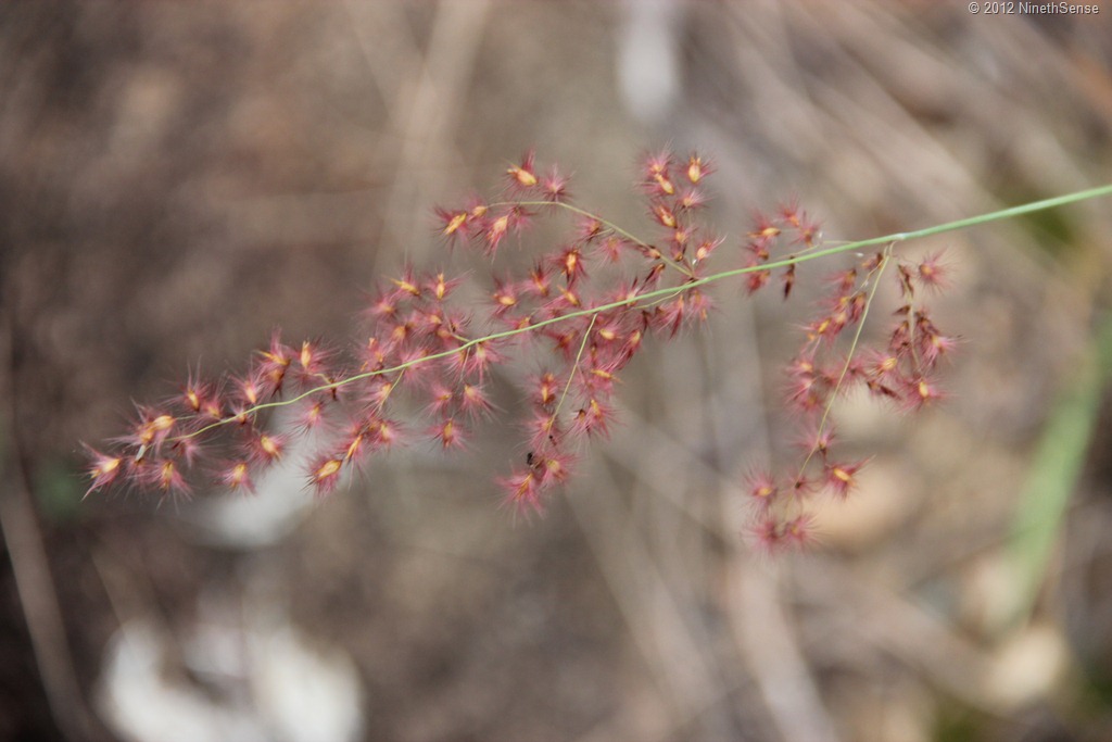 [IMG_1775%255B10%255D.jpg]