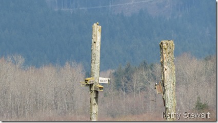 Western Meadowlark on piling