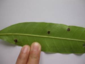 Mango Scab