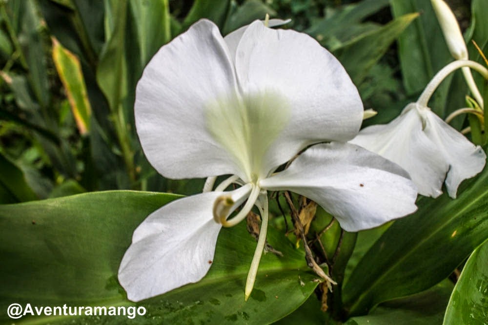 [Mariposa---Flor-nacional-de-Cuba10.jpg]
