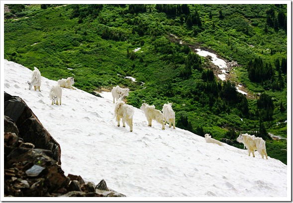 Webster Pass - Mountain Goats 7-26-11 (5)