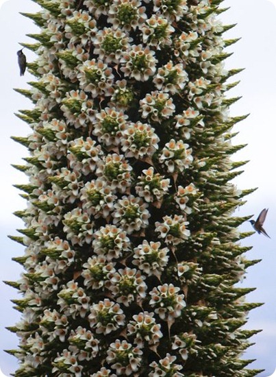 puya4 puya4