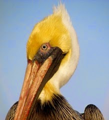 1503042 Mar 03 Close Up Of Pelican Head
