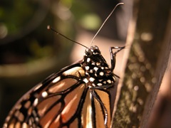 DSCN0386