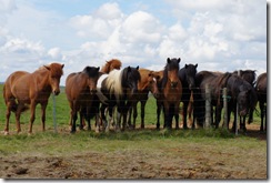 Icelandic horses