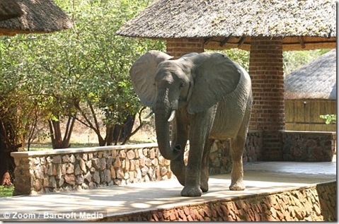 elefantes de zambia (6)