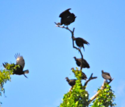 DSC_0394.jpg DSC 0394