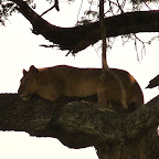 Löwe im Baum © Foto: Ulrike Pârvu | Outback Africa Erlebnisreisen