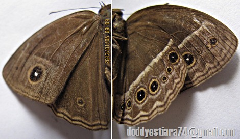 kupu-kupu Common Bushbrown (Mycalesis perseus)