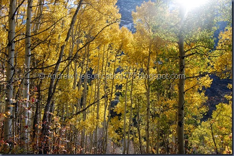DSC_0714 DSC_0714