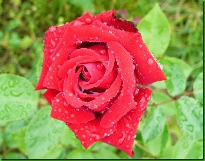 Rose CRIMSON GLORY