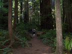 california_sequoia