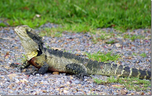 Bearded Dragon Patonga Beach