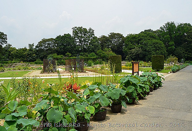 Glória Ishizaka -   Kyoto Botanical Garden 2012 - 62