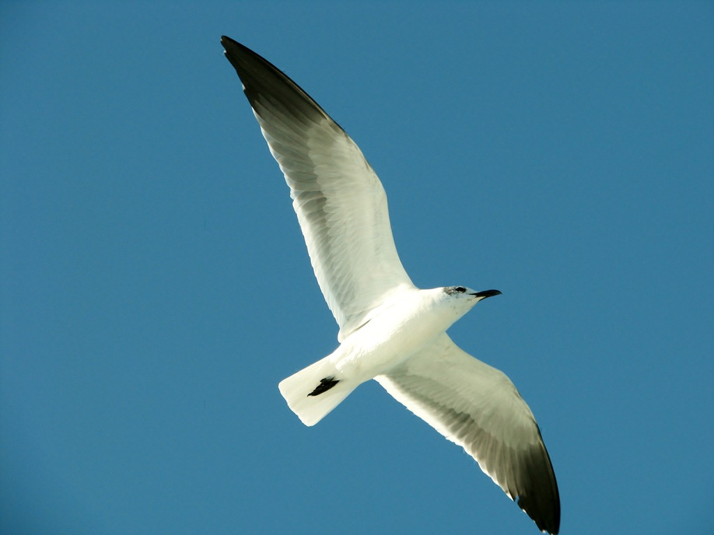 [6884%2520Texas%252C%2520South%2520Padre%2520Island%2520-%2520Osprey%2520Cruises%2520-%2520Sea%2520Life%2520Safari%2520%2520-%2520%2520Laughing%2520Gull%255B3%255D.jpg]