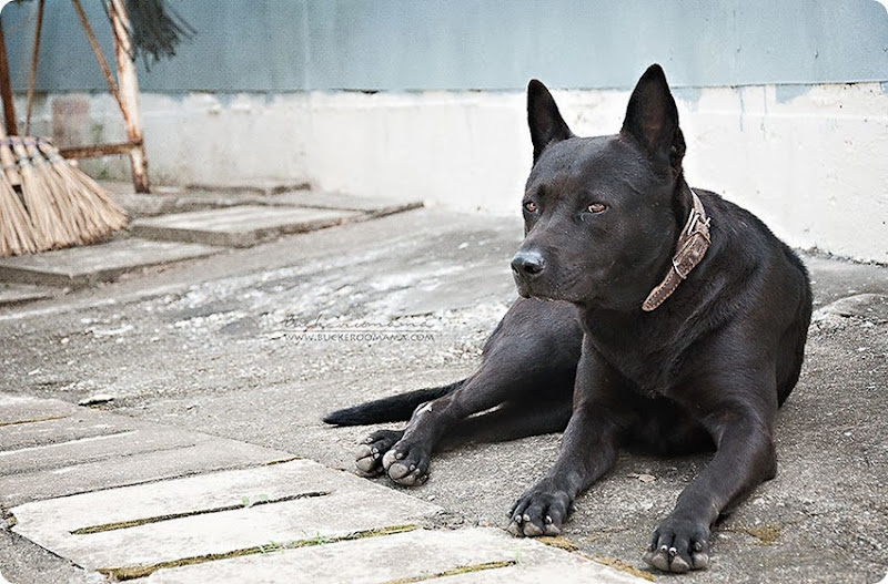 Black-dog-(1) Black-dog-(1)