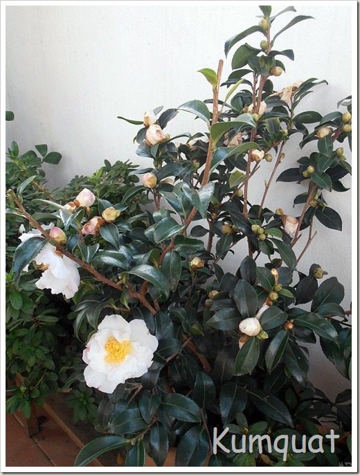 camelia sasanqua 2