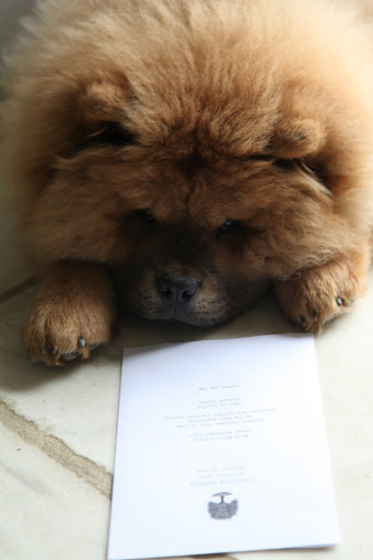 Oh, my little Frenchies!  It's time I spoke up because I know what is going on!  You see, this piece of paper fell onto the floor.