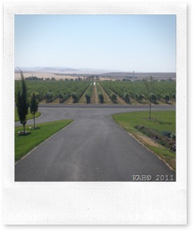 More Rows of Grape Vineyards