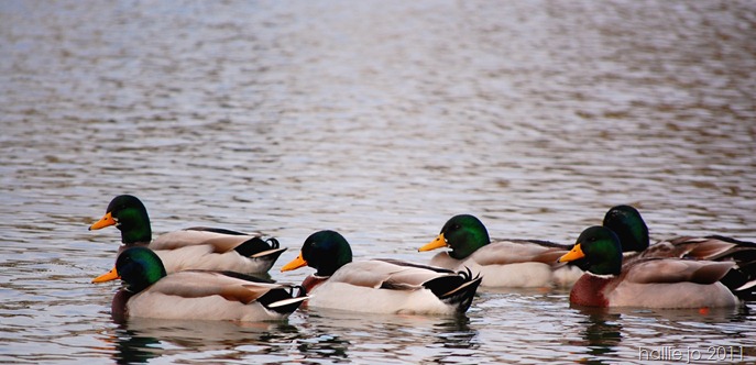 Ducks3