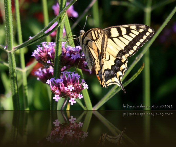 IMG_1915ww IMG_1915ww
