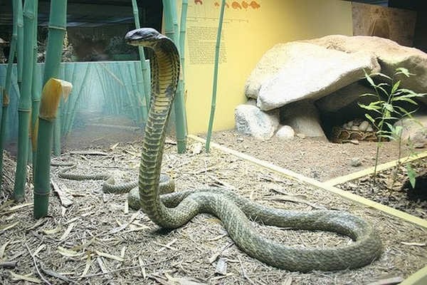10- A maior cobra venenosa 10- A maior cobra venenosa
