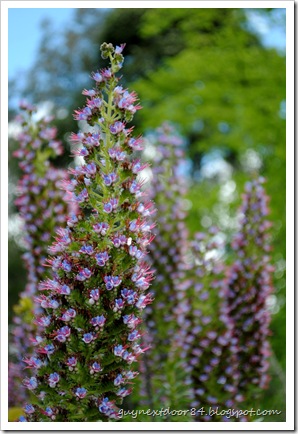 DSC_0249 DSC_0249