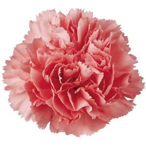 [Light_Pink_Carnation_Flower_300%255B3%255D.jpg]