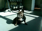 Fala: Just one more of me... in front of my exercise weights... very manly...hard to resist...no?