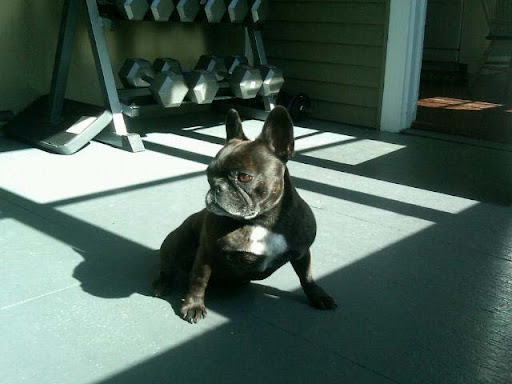 Fala: Just one more of me... in front of my exercise weights... very manly...hard to resist...no?