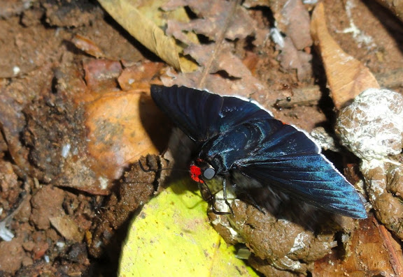 Hesperiidae : Pyrrhopyge species. Colider (Mato Grosso, Brésil), mai 2011. Photo : Cidinha Rissi
