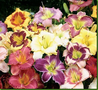 Hemerocallis Hemerocallis