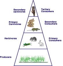 [pyramid%2520of%2520numbers%2520in%2520grass%2520land%2520%255B4%255D.jpg]