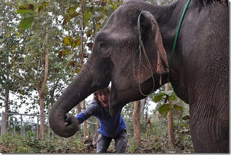 Laos Luang Prabang Elephant mahout course 140202_0107