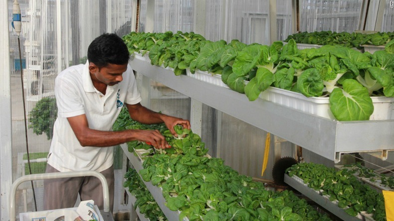 skygreens-vertical-farm-6 skygreens-vertical-farm-6