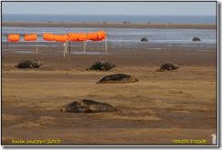 Donna Nook Seal Rookery