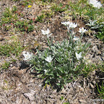 D 7 Vrtača, Stol IMG_0043.jpg