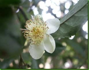Camelia sinensis (4) Camelia sinensis (4)