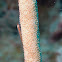 Whip Goby