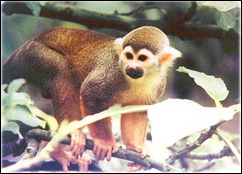 macaco-amazonia