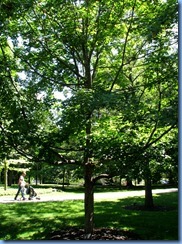 6535 Ottawa 1 Sussex Dr - Rideau Hall - sugar maple planted by William J Clinton 6535 Ottawa 1 Sussex Dr - Rideau Hall - sugar maple planted by William J Clinton
