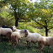 Kudde schapen