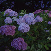 PICT1607.JPG